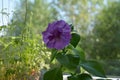 Beutiful petunia flower with delicate purple petals on blurred natural background. Closeup view