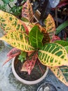 A beutiful picture of garden croton plant.