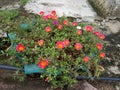 A beutiful picture of moss-rose purslane flower.