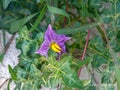 This is the beutiful picture of silverleaf nightshade flower.