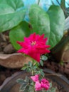 A beutiful pink color flower.