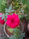 A beutiful pink colour rose.