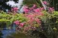 BEUTIFUL PINK CORAL VINE FLOWERS