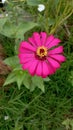 Beutiful pink flower