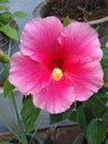 Beutiful pink flower shows nature& x27;s view