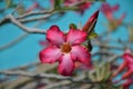 Beutiful pink flower on tree