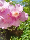 Beutiful Pink flowers in summer time Royalty Free Stock Photo