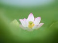Beutiful pink lotus flowers with leaves Royalty Free Stock Photo