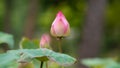 Beutiful pink lotus flowers with leaves Royalty Free Stock Photo