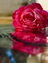 Beutiful pink rose in water