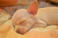 The white chihuahua laying in the bed`s owner