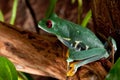 Beutiful red-eyed frog female