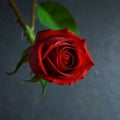 The beutiful red rose flower Royalty Free Stock Photo