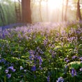 Beutiful sunrise in bluebells forest in springtime, Halle forest