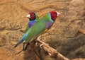 Gould`s finch or the rainbow finch Erythrura gouldiae Royalty Free Stock Photo