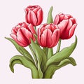 Beutiful tulip flowers on white backgrpund