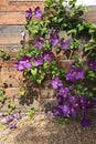 Beutiful violet clematis