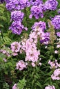 Beutiful, violet phlox flowers.