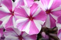 Beutiful, violet phlox flowers. Royalty Free Stock Photo