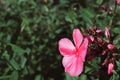 Beutiful, violet phlox flowers. Herbs in a home, perennial garde