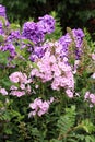 Beutiful, violet phlox flowers. Royalty Free Stock Photo