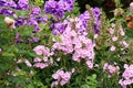 Beutiful, violet phlox flowers.