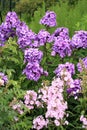 Beutiful, violet phlox flowers.