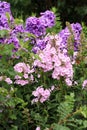 Beutiful, violet phlox flowers.