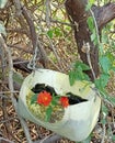 Beutiful Water pot in my farm