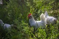 Beutiful white chiken together in the grass.