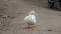 Beutiful White duck in hall