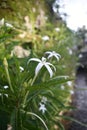 Beutiful White Flower Royalty Free Stock Photo