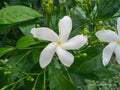 This is the beutiful white flower. Royalty Free Stock Photo