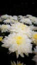 Beutiful White  Flower garden Royalty Free Stock Photo