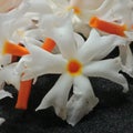 Beutiful white flower Royalty Free Stock Photo
