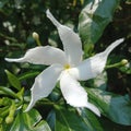 Beutiful white flower photography Royalty Free Stock Photo