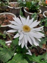 Beutiful white flower in pot Royalty Free Stock Photo