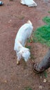 Beutiful White goat looking for food.