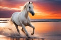 Beutiful white horse running at sunset on the beach and splashing water in the sea Royalty Free Stock Photo