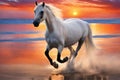 Beutiful white horse running at sunset on the beach and splashing water in the sea Royalty Free Stock Photo