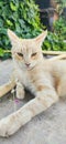 A beutiful white orange cat