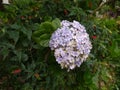 beutiful white purple violet flowers in the mountain forest