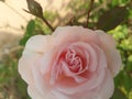 Beutiful white rose flower