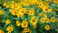 Beutiful yellow daisy wedding background, wildflower flowers.