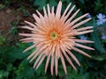 red flower in home gardan