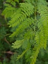 Beutifull green branch of tree leaves Royalty Free Stock Photo