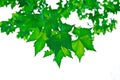 Beutifull green leaves Royalty Free Stock Photo