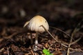 Beutifull Indian mashroom in dehradun