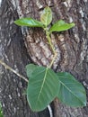 Beutifull little plant grow in big tree