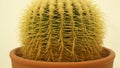 Beauty cactus closeup hd Royalty Free Stock Photo